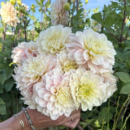 Ręka trzymająca bukiet Dalia 'Sweet Nathalie' - bladokremowe i różowe dalie, bujne zielone liście - kwiaty ogrodowe pod błękitnym niebem.