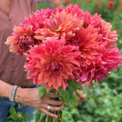 Ogrodnik prezentuje bukiet żywych kwiatów dalii 'Belle of Barmera' i zielonych liści na zewnątrz, w otoczeniu bujnej zieleni ogrodowej.