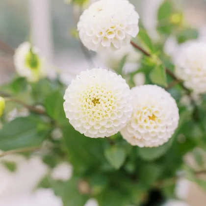 Zbliżenie na dalię 'Small World' - oszałamiające białe, okrągłe, ciasno upakowane płatki wśród bujnych zielonych liści - idealne do ogrodów.