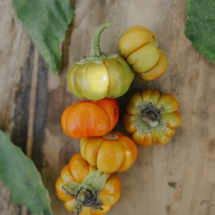Kupuj bakłażany "Pumpkin on a Stick" - małe, okrągłe, żebrowane owoce w kolorze żółtym, pomarańczowym i zielonym z bujnymi liśćmi na drewnie.