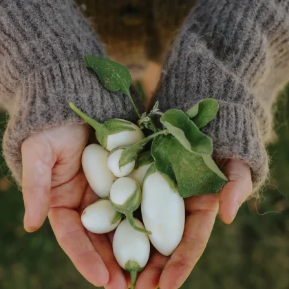kilka bakłażanów "White Egg" - małych białych owoców z zielonymi szypułkami - w otoczeniu ogrodu.
