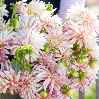 Kup bukiet Dalia 'Cafe de Paris' - bladoróżowe i białe dalie z zielonymi pąkami i bujnymi liśćmi, idealne do świeżych ekspozycji kwiatowych.