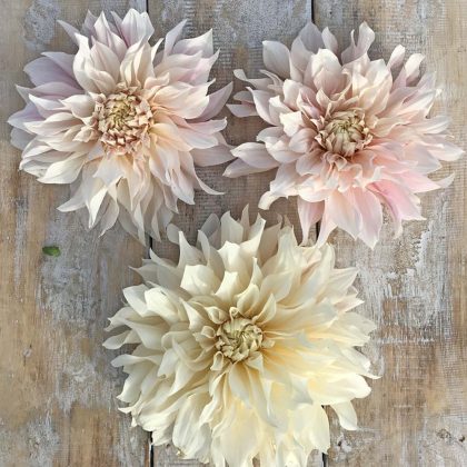 Kwiaty Café au Lait Dahlia z delikatnymi różowymi i kremowymi płatkami wyeksponowane na rustykalnym drewnie - idealne do ogrodów. Przedsprzedaż dostępna już teraz.