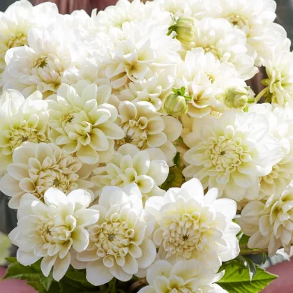 Kremowobiałe kwiaty Dalii 'Caramel Antique' w pełnym rozkwicie z zielonymi liśćmi i pąkami, idealne do butikowych wystaw ogrodowych.