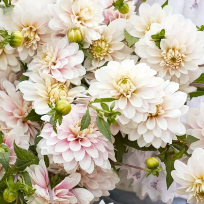 Bukiet Dalia 'Christo' na sprzedaż: delikatne jasnoróżowe i białe kwiaty, żywe zielone liście, eleganckie nieotwarte pąki dalii.