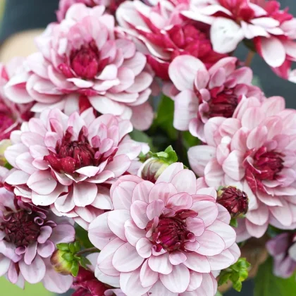 Zbliżenie na dalię Dalia 'Creme De Cassis' w kolorze różowym i fioletowym, warstwowe płatki, ciemne środki; idealna do ogrodów. Przedsprzedaż w butiku online.