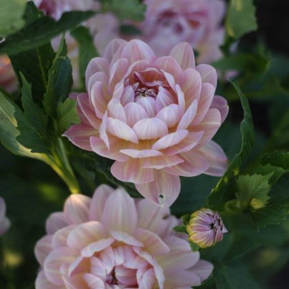 Zbliżenie na Dalię 'Hapet Old Charm' - delikatne bladoróżowe płatki, bujne zielone liście; wysokiej jakości dalia dla miłośników ogrodów, dostępna wyłącznie w butikach.