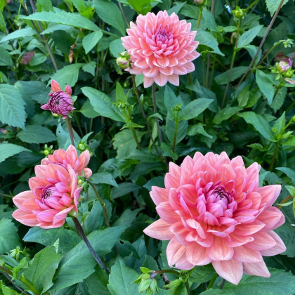 Wibrujące kwiaty Dalii 'Dutch Pearl' w pełnym rozkwicie z dwoma pąkami i bujnymi zielonymi liśćmi, idealne dla miłośników dekoracji ogrodowych.