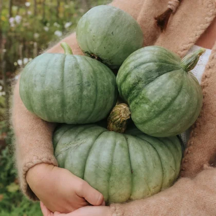 Kupuj świeże zielone dynie Dynia 'Jarrahdale' - osoby prezentujące obfite zbiory, idealne do ogrodów dla smakoszy i jesiennych dekoracji.
