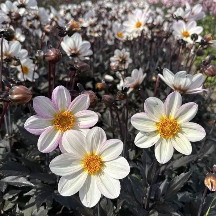 Zbliżenie na kwiaty dalii 'Dahlegria White' o jasnoróżowo-białych płatkach, żółtych środkach i ciemnych łodygach - idealne do eleganckiego ogrodu.