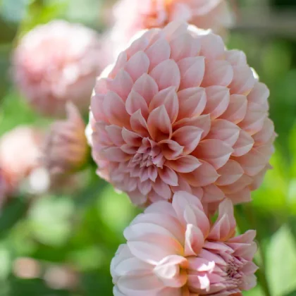 Kwiaty Wine Eyed Jill Dahlia w pełnym rozkwicie, z bladoróżowymi płatkami i bujnymi zielonymi liśćmi, idealne do butiku miłośników ogrodów.