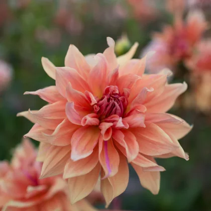 Zbliżenie na kwiat dalii 'Babylon Bronze' w pełnym rozkwicie z brzoskwiniowymi płatkami, idealny do ogrodów; rozmyte kwiaty i liście z tyłu.