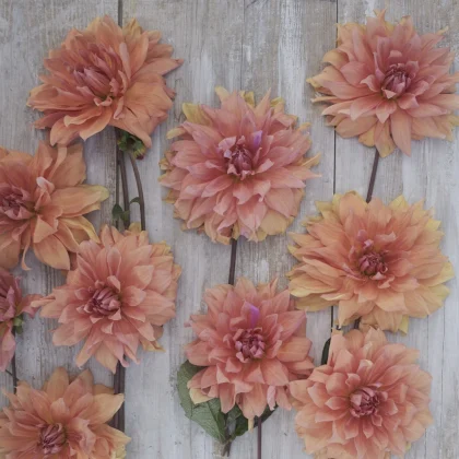 Dalia 'Babylon Brons' na sprzedaż - oszałamiające duże brzoskwiniowe i różowe kwiaty z zielonymi łodygami, artystycznie ułożone na rustykalnym białym drewnie.