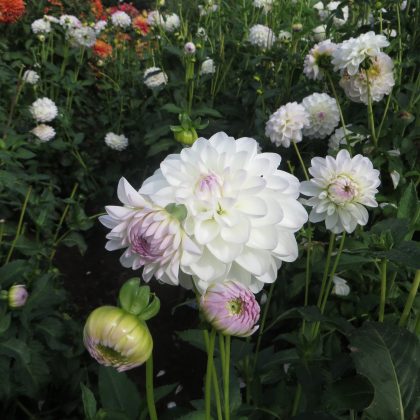 Zbliżenie na Dalię 'Eveline' kwitnącą w ogrodzie - białe płatki z jasnofioletowymi końcówkami, otoczone zielonymi liśćmi i daliami.