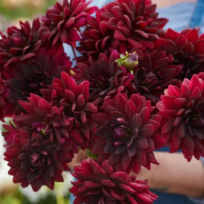 Bukiet Dalia 'Salmon Runner' - duże, bujne, warstwowe kwiaty trzymane przez osobę w niebieskiej koszuli. Idealny dla ogrodników!.