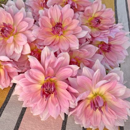 Zbliżenie na Dalię 'Fairway Pilot' o delikatnych różowych płatkach i żółtych środkach, wyeksponowaną na pastelowej tkaninie w paski. Idealna do ogrodów.