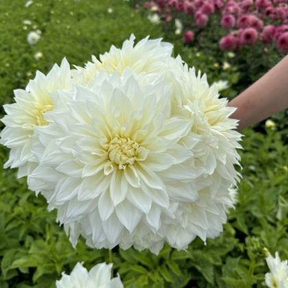 Sklep Dalia 'Fairway Pilot' - duże białe dalie z żółtymi środkami, bukiet trzymany w dłoni, bujne otoczenie ogrodowe, wiele kwiatów.