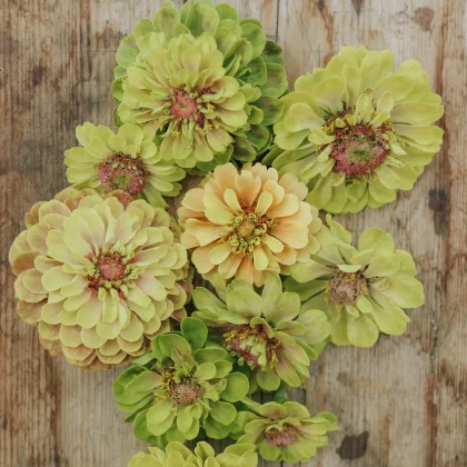 Cynia 'Queen Lime Blotch' - cynie w kolorze jasnozielonym i żółtym z różowymi środkami, ułożone na rustykalnym drewnie - idealne kwiaty ogrodowe.