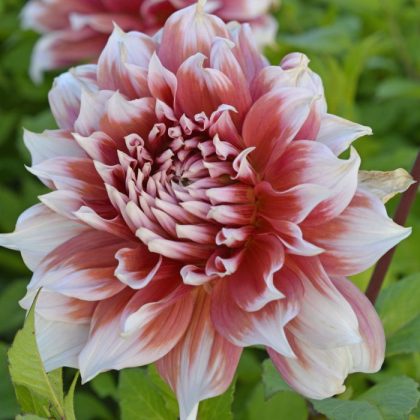 Dalia 'Frost Nip' (Ice Princess) ma duże warstwowe różowo-białe płatki ze spiczastymi krawędziami pośród bujnych zielonych liści.