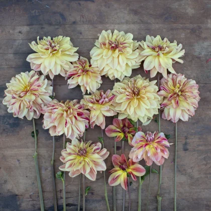 Dalia 'Happy Butterfly' kwitnie długimi zielonymi łodygami, jasnożółtymi i różowymi odcieniami na rustykalnym drewnie - idealna dekoracja kwiatowa do ogrodów.