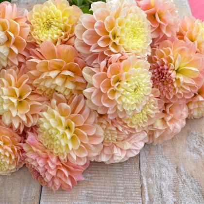 Sklep Dalia 'Garden Jubilee' - PRZEDSPRZEDAŻ (Kopia): bujne brzoskwiniowo-żółte kwiaty dalii ułożone na rustykalnym drewnie - wysokiej jakości dekoracja ogrodowa.