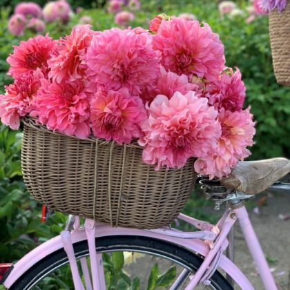 Elegancki wiklinowy kosz na pastelowym różowym rowerze wypełniony żywymi kwiatami Dalia 'Islander', bujną zielenią i delikatnym kwiatowym tłem.