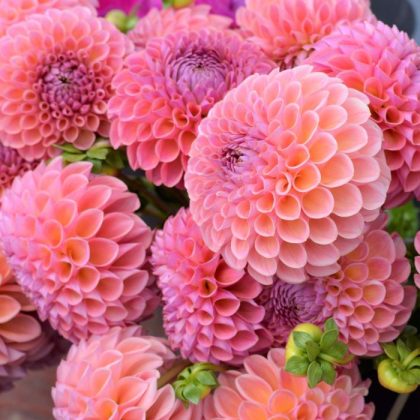 Sklep Dalia 'Islander' - oszałamiające różowe i fioletowe dalie o okrągłych, pełnych płatkach i bujnych zielonych łodygach. Doskonałe kwiaty ogrodowe!.