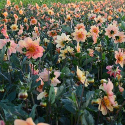 Dalia 'Jowey Winnie' w pełnym rozkwicie - brzoskwiniowo-żółte kwiaty z bujnymi zielonymi liśćmi, idealne dla entuzjastów ogrodnictwa.