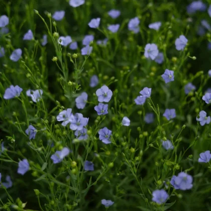 Sklep Len trwały niebieskie kwiaty lnu - żywe kwiaty na smukłych zielonych łodygach, idealne do naturalnych ogrodów i projektowania krajobrazu.