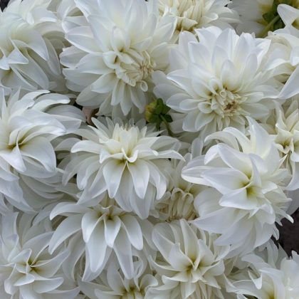 Sklep Dalia 'La Luna' kwiaty: w pełni kwitnące, kremowo-białe dalie o bujnych, warstwowych płatkach - idealne do eleganckich ekspozycji ogrodowych.