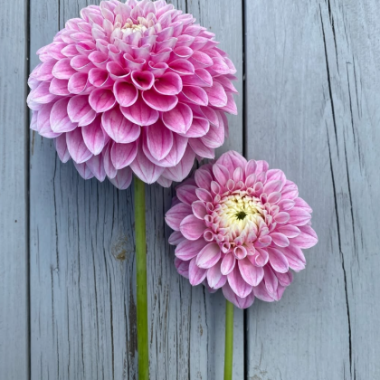 Kwiaty dalii Marshmallow Baby z różowymi warstwowymi płatkami i zielonymi łodygami wyeksponowane na rustykalnym szarym drewnie - idealne do dekoracji ogrodu.