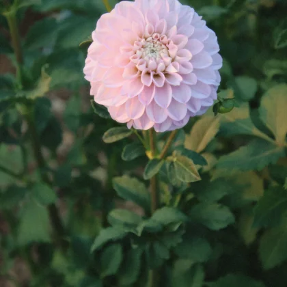 Dalia 'Marionberry Milkshake' ma wspaniałe jasnoróżowe kwiaty pośród żywych zielonych liści - idealne do dodania elegancji do ogrodu.