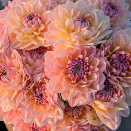 Zbliżenie na bukiet Dalia 'Lady Liberty' z dużymi, warstwowymi płatkami brzoskwini i różu, idealny do bujnych dekoracji ogrodowych lub kwiatowych prezentów.