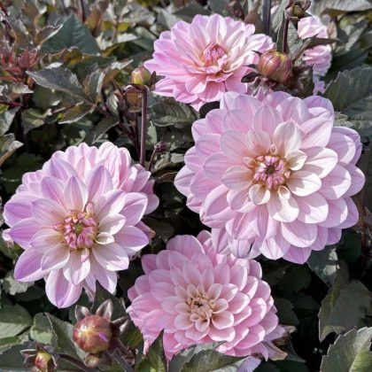 Dalia 'Maya' kwitnie z warstwowymi różowymi, białymi i lawendowymi płatkami pośród bujnych zielonych liści - idealna do domowego ogrodu.