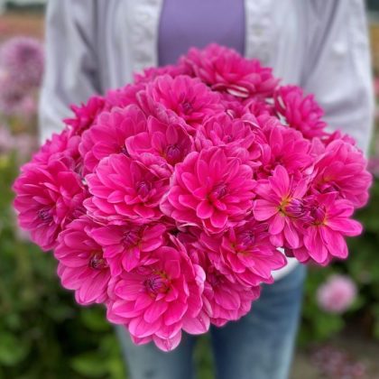 Sklep Dalia 'Melody Harmony' - różowy bukiet trzymany przez osobę w białej marynarce, lawendowej koszuli, na tle bujnego ogrodu.