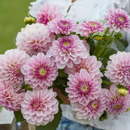 Wibrujący różowy bukiet Dalia 'Pink Salmon' z ciemnymi centrami na tle białej bluzki, idealny dla miłośników ogrodów - ekskluzywna przedsprzedaż.