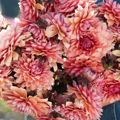 Zbliżenie na bukiet Dalia 'Swee tSanne' z ciemnymi środkami i bogatymi płatkami, idealny dla ogrodników. Przedsprzedaż w butiku online.