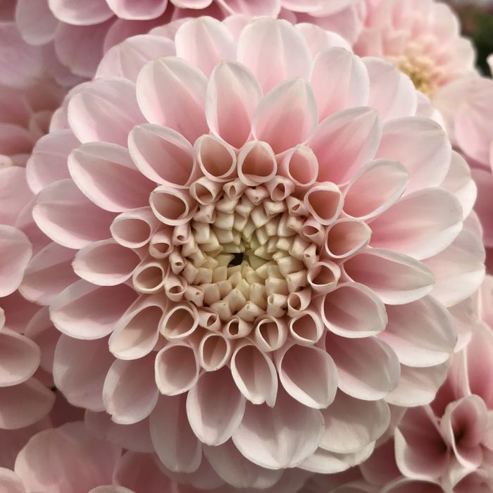 Kup Dalię 'Vassio Meggos' - zbliżenie bladoróżowych płatków w symetrycznym wzorze z kremowobiałym środkiem, rozmyte dalie z tyłu.