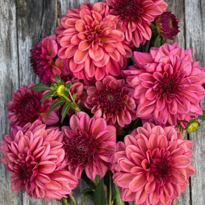 intensywnie różowe i ciemnoczerwone kwiaty, bujne zielone łodygi, rustykalny drewniany ekspozytor. Dalie do kupienia online.