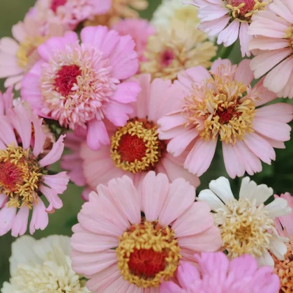 Zbliżenie na cynie 'Cresto Peachy Pink' w pełnym rozkwicie, z warstwowymi różowymi, białymi i żółtymi płatkami z jasnymi środkami.