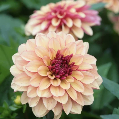 Dalia 'Crème de Cognac' - PRZEDSPRZEDAŻ; zbliżenie jasnobrzoskwiniowych płatków, różowy środek, zielone liście, rozmyty kwiat z tyłu.