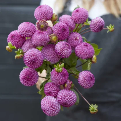 Bukiet Dalia 'Frank Holmes' - PRE-ORDER żywe fioletowe dalie pomponowe z zielonymi łodygami, idealne do ogrodów.