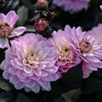 Dalia 'Melody Harmony' na sprzedaż: jasnoróżowe, wielopłatkowe kwiaty z ciemnozielonymi liśćmi. Świeże kwiaty i pąki w centrum uwagi.