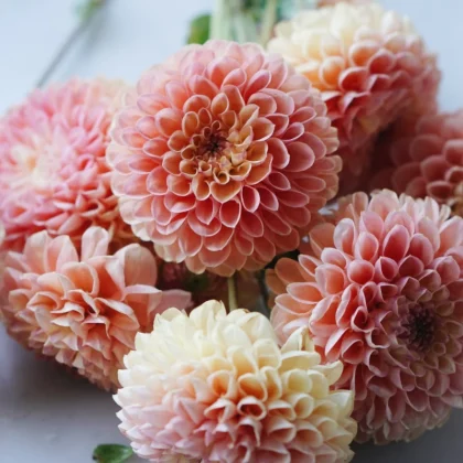 Dalia 'Nathalie G' z bliska: wysokiej jakości brzoskwiniowe, różowe i kremowo-żółte kwiaty - wyłącznie dla butików ogrodniczych.