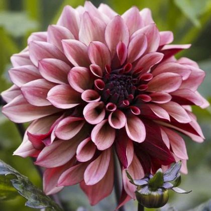 Zbliżenie na dalię 'Night Silence' w pełnym rozkwicie, różowe i bordowe płatki, z bujnymi zielonymi liśćmi i pączkującą dalią poniżej.