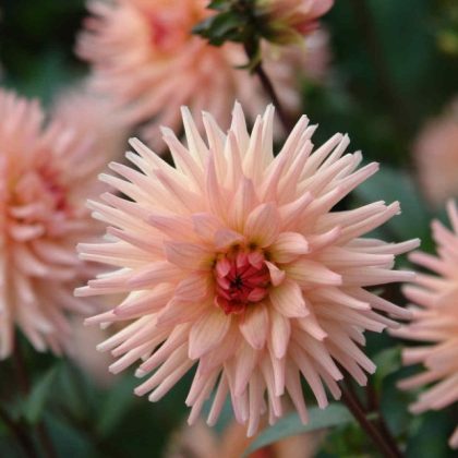 Zbliżenie dalii 'Marshmallow Baby' na sprzedaż, kolczaste jasnoróżowe płatki, ciemniejszy różowy środek, z zielonymi liśćmi i podobnymi kwiatami.