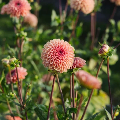 Rozkwiecony Dalia 'Bestseller' PRZEDSPRZEDAŻ z brzoskwiniowymi płatkami, bujnymi zielonymi liśćmi i słonecznym tłem - idealna do ogrodów.