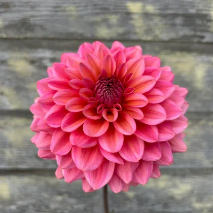 Dalia 'Salmon Runner' rozkwita bujnymi, warstwowymi płatkami na rustykalnym drewnie - idealny kwiat ogrodowy do kolekcji butikowej.