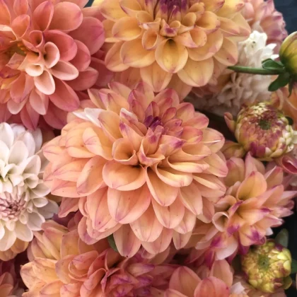 Dalia 'Double Jill' na sprzedaż - zbliżenie żywych brzoskwiniowych, różowych i pomarańczowych płatków z fioletowymi i żółtymi akcentami w pełnym rozkwicie.