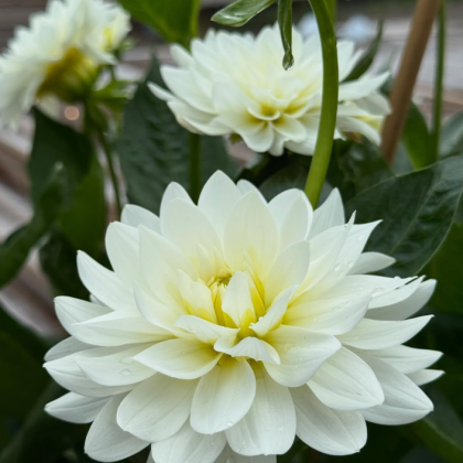 Dalia z białymi płatkami i żółtym środkiem, zielonymi liśćmi, pąkiem i rozmytymi daliami w ogrodzie.